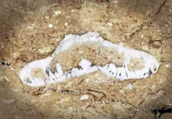 ウニの化石