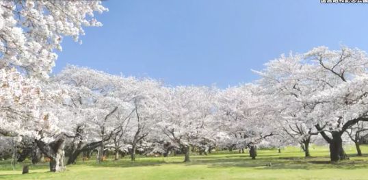 国営昭和記念公園「桜の園」
